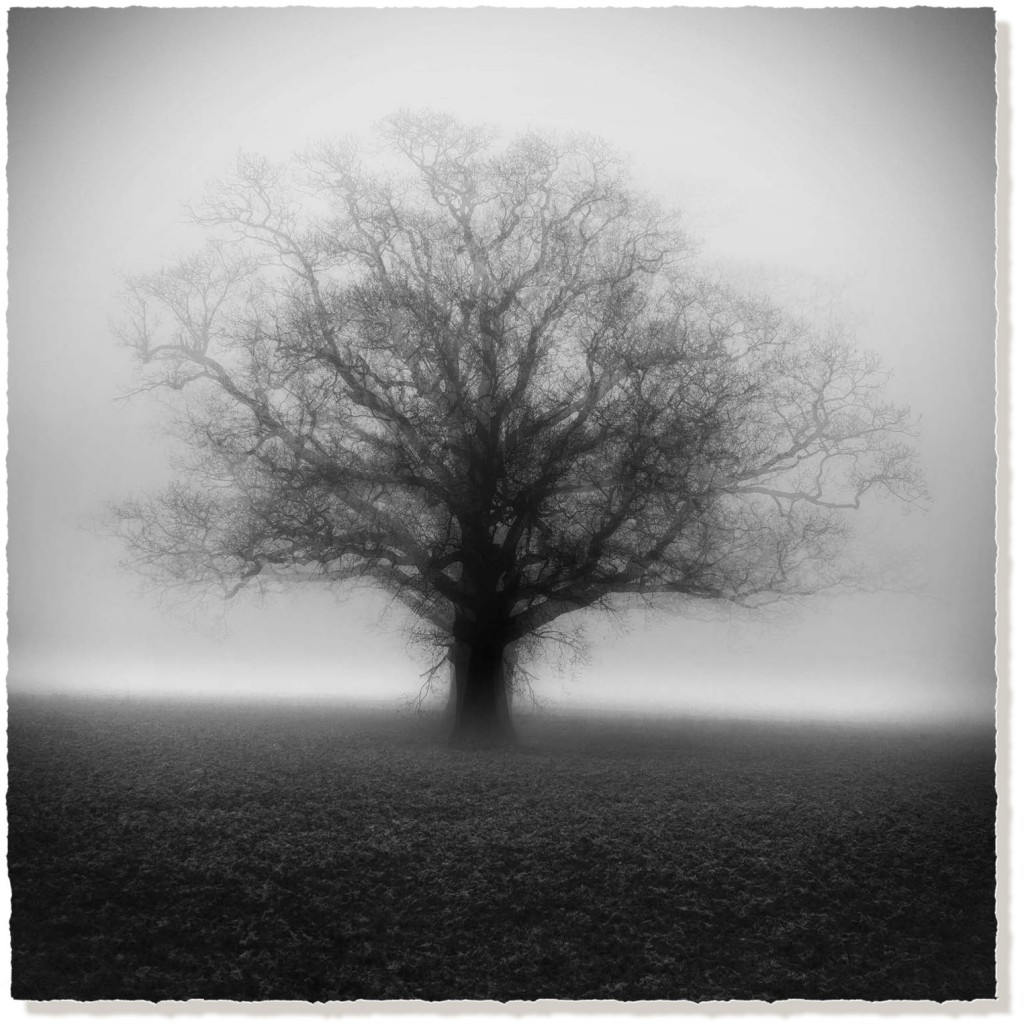 Winter Oak in the Mist - Black and White