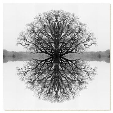 Symmetree Black on White (Day)