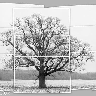 Winter Symmetrees