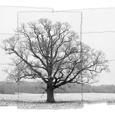 Art, Symmetrees & The Seasonal Cycle