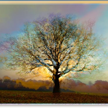 Symmetree Patina 2