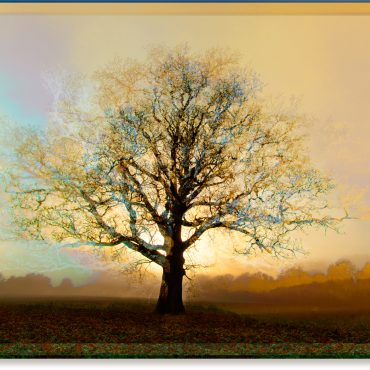 Symmetree Patina 1