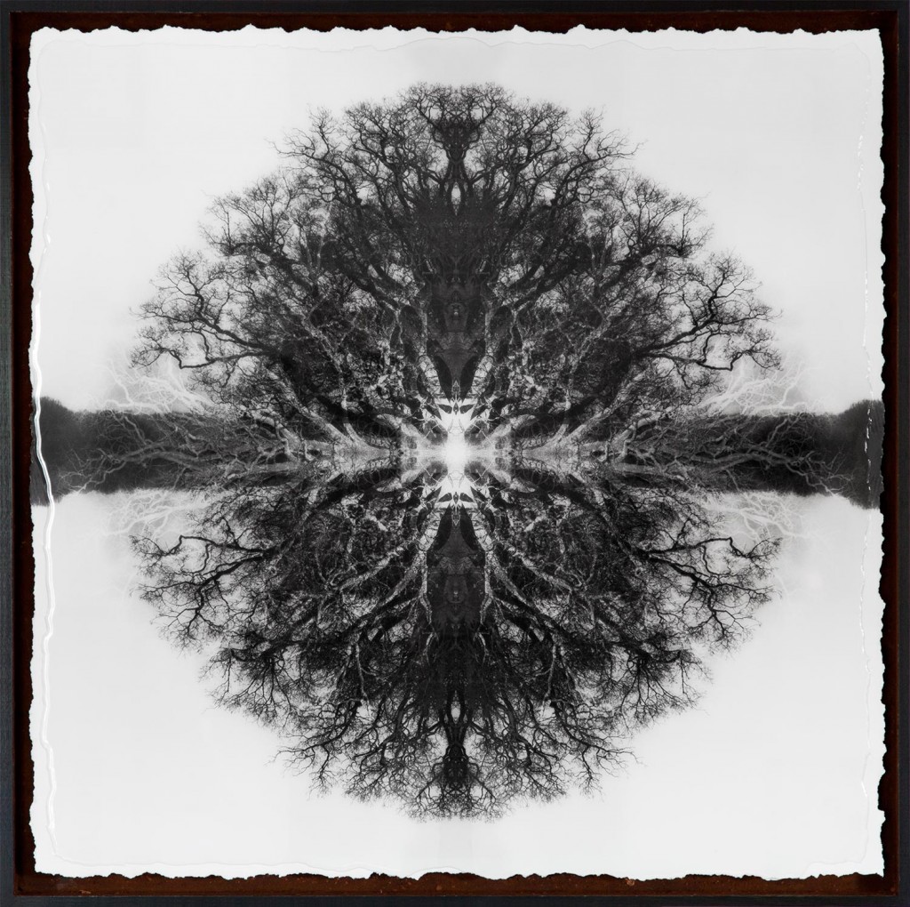 Symmetree Euclid's Oak