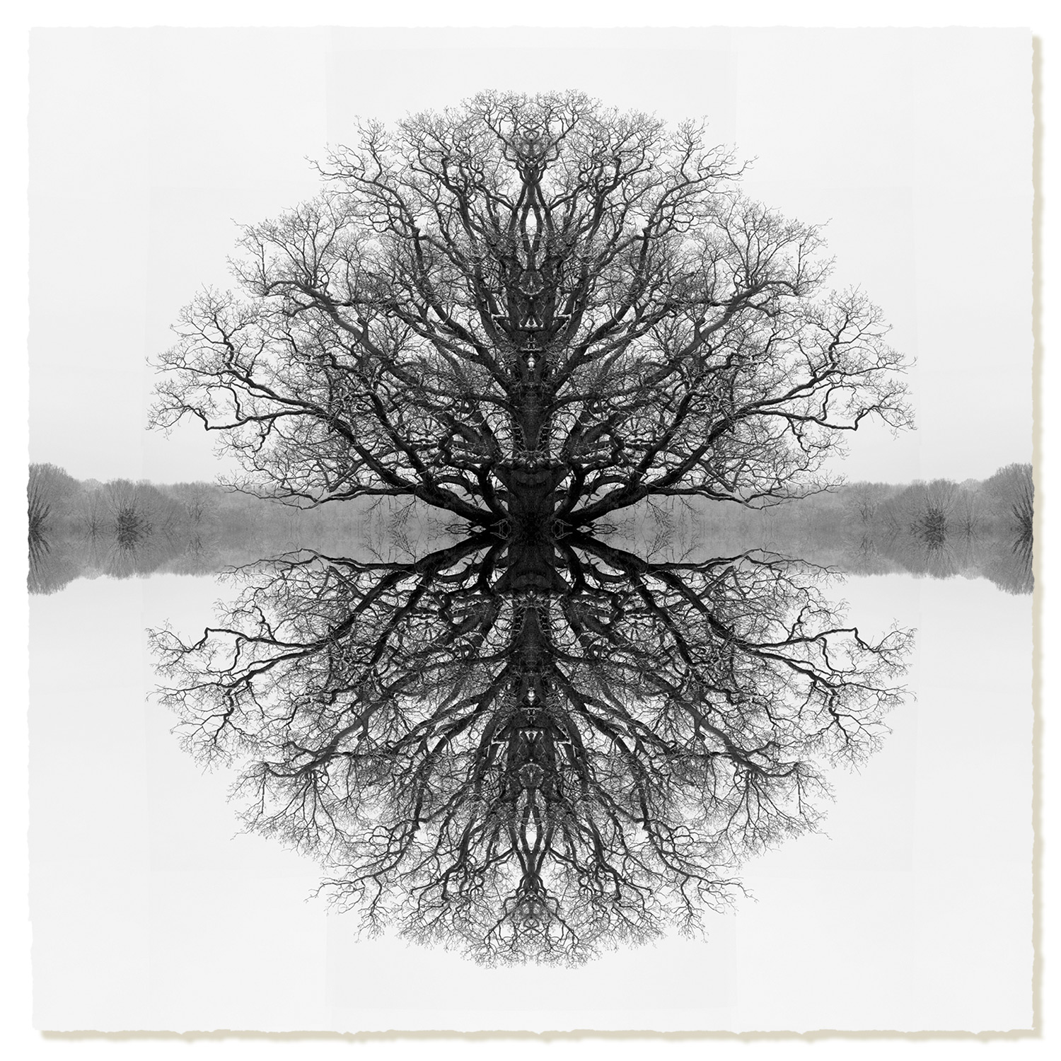 Symmetree Black on White (Day)