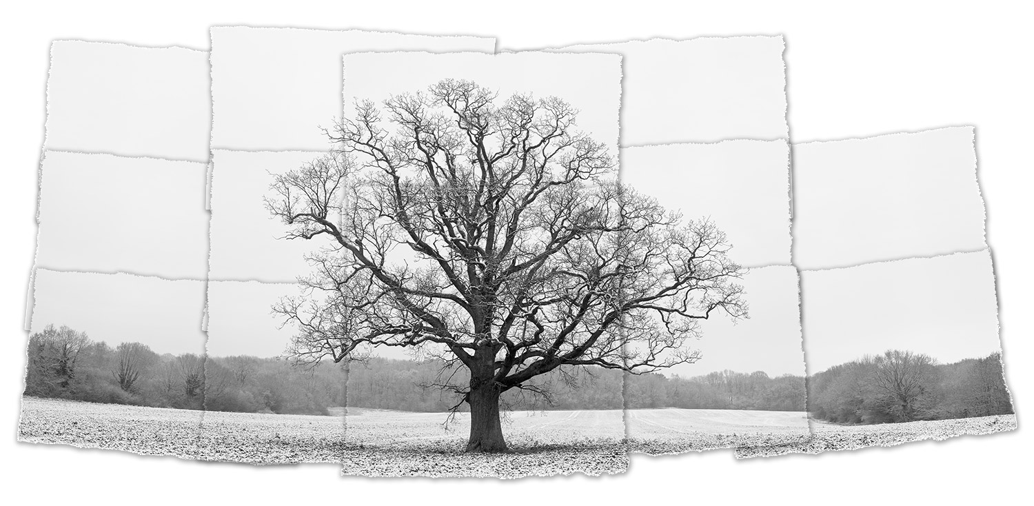 Art, Symmetrees & The Seasonal Cycle