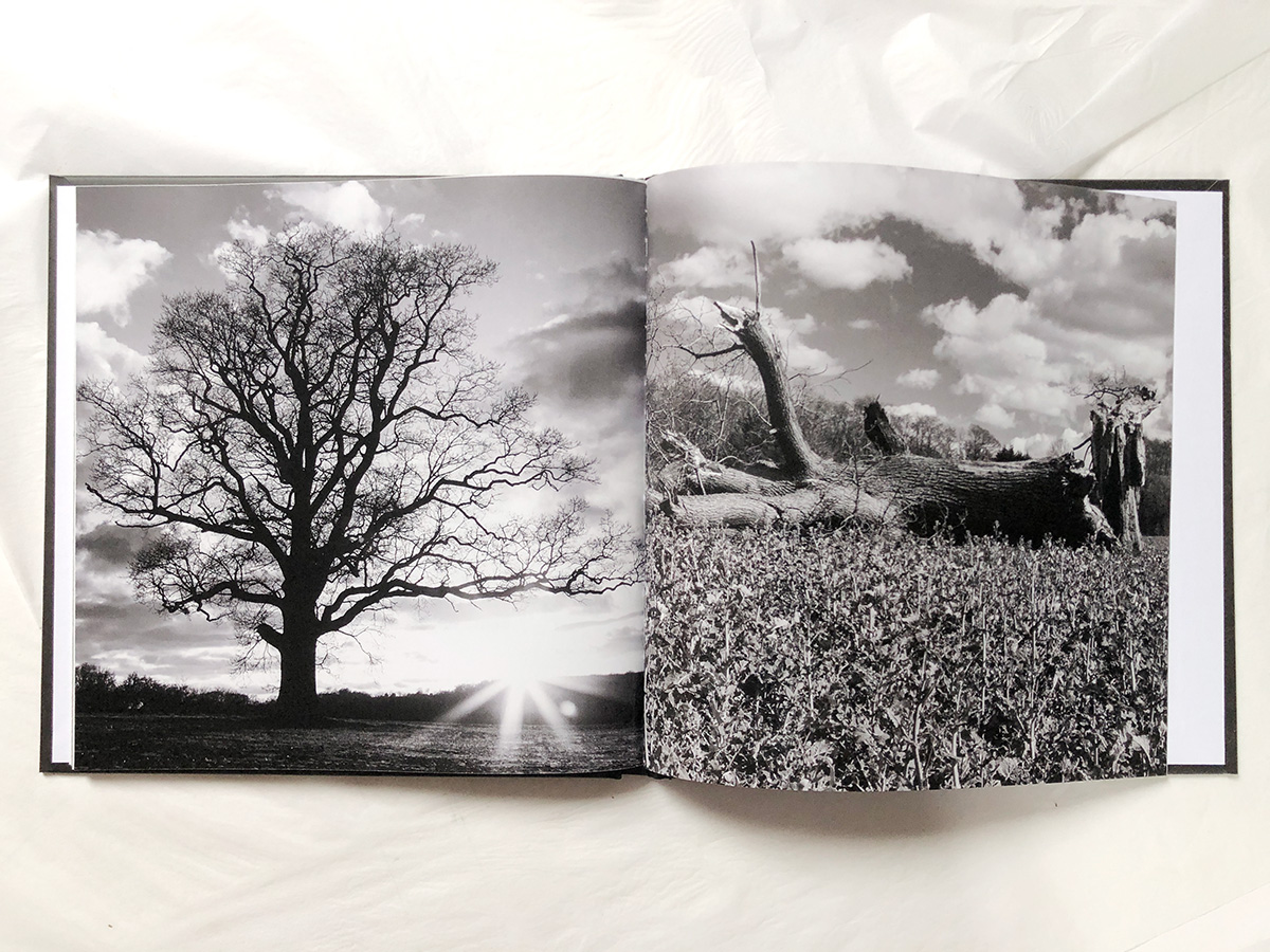 THE SYMMETREE OAK - BOOK - Image 7
